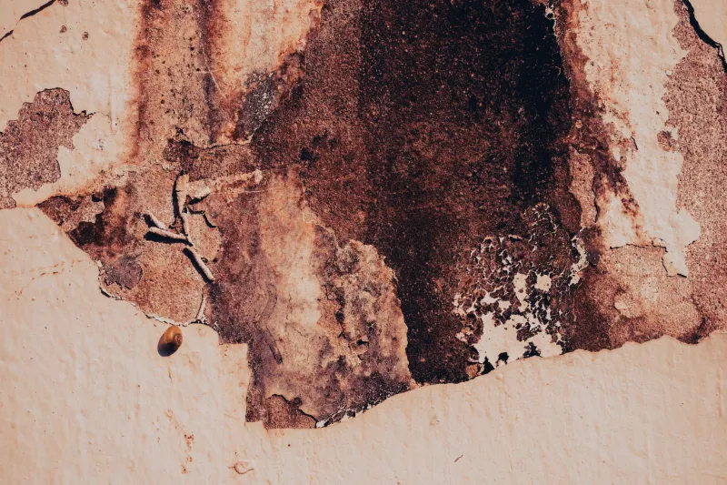 Ruin as Rhetoric: The Literary Journals Wearing Their Deterioration Proudly
